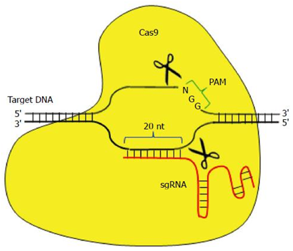 CRISPR Therapeutics(CRSP.US)开发的CRISPR基因编辑疗法获FDA批准治疗β地中海贫血