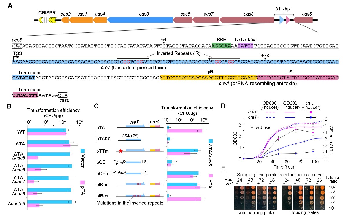 CRISPR Therapeutics(CRSP.US)开发的CRISPR基因编辑疗法获FDA批准治疗β地中海贫血