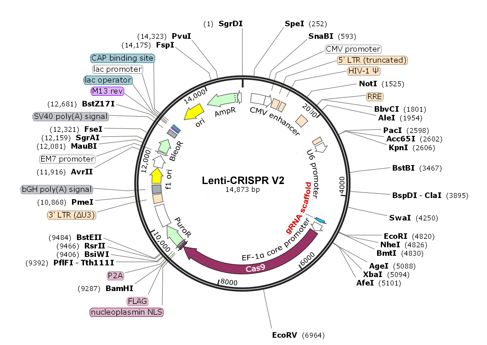 CRISPR Therapeutics(CRSP.US)开发的CRISPR基因编辑疗法获FDA批准治疗β地中海贫血