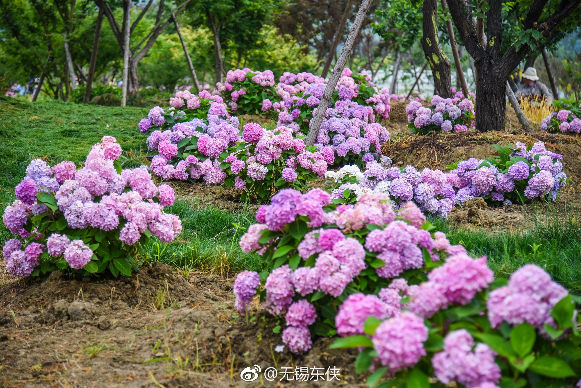 “城市之花：旅行”花卉时装展在悉尼举行