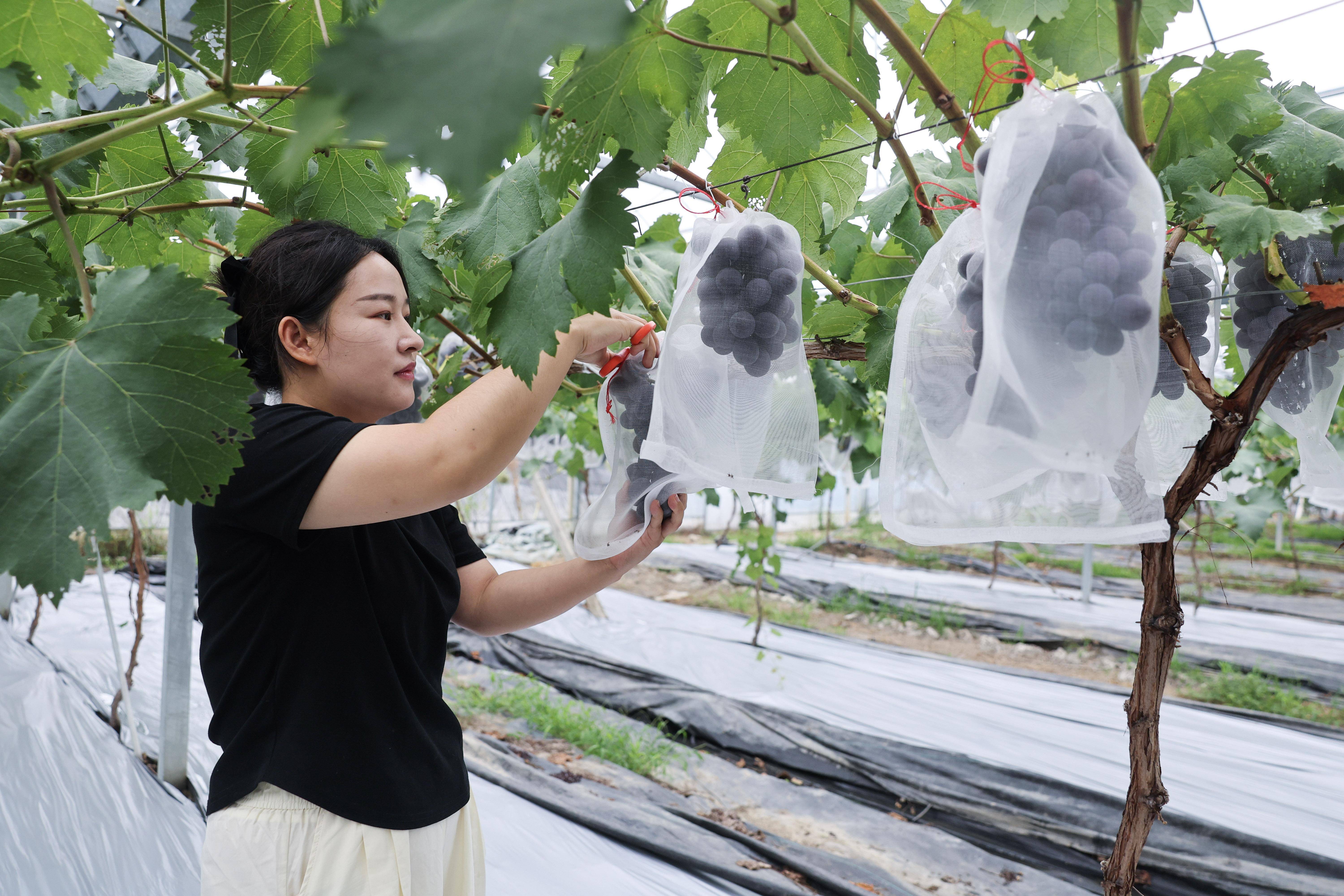 新电商为吉林振兴注入新动能