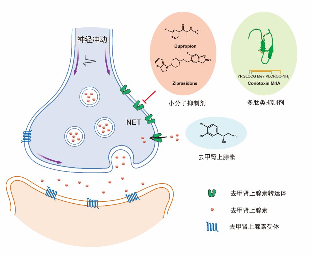 中国医药：子公司获重酒石酸去甲肾上腺素注射液药品注册批件